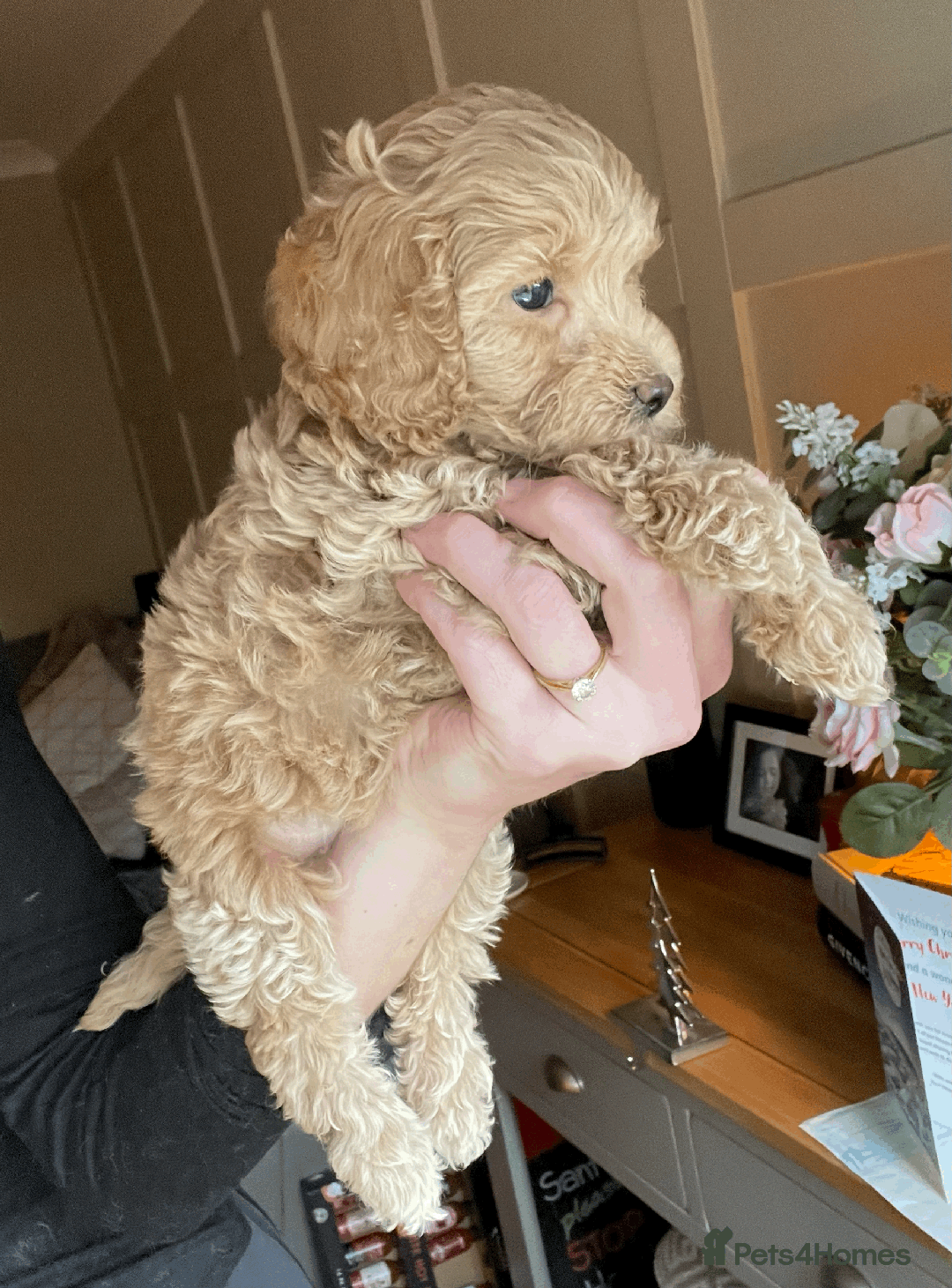 Cockapoo dogs for sale: F1b TOY COCKAPOO PUPS - DNA Health Tested!! - Advert 28