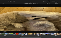 Maltese dogs for stud: Rocky Tiny Maltese for stud in Coventry - Image 3