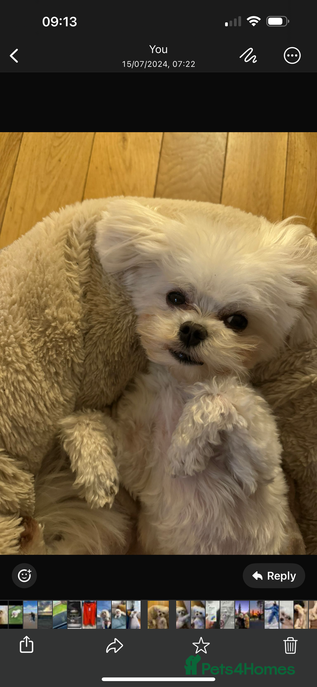 Maltese dogs for stud: Rocky Tiny Maltese for stud in Coventry - Image 3