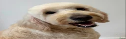 Double Doodle dogs for sale: Double Doodle puppies due August 2026 - Advert 11