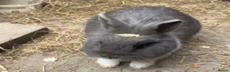 Mixed Breed rabbits for sale: 2 Rabbits For Sale in Belfast - Advert 5
