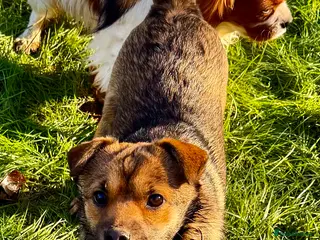 German Shepherd dogs 🐾 NOMI – Mini German Shepherd - Advert 11