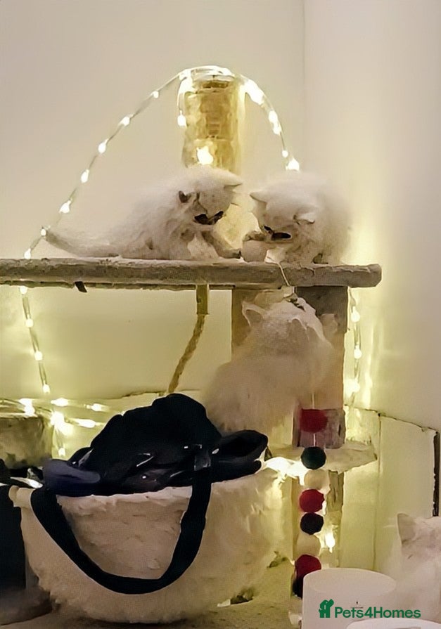 Persian cats 🍁White black tipped Persian kittens ready now - Advert 2