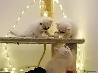 Persian cats 🍁White black tipped Persian kittens ready now - Advert 2