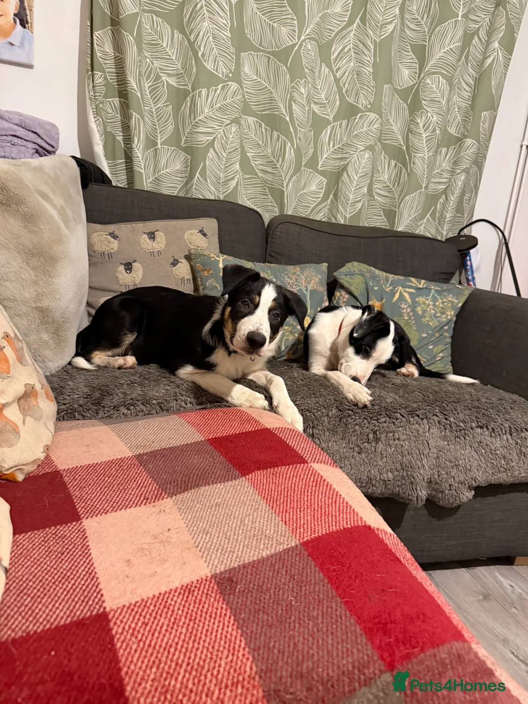 Border Collie dogs for sale: Beautiful boy called Marley  - Advert 6