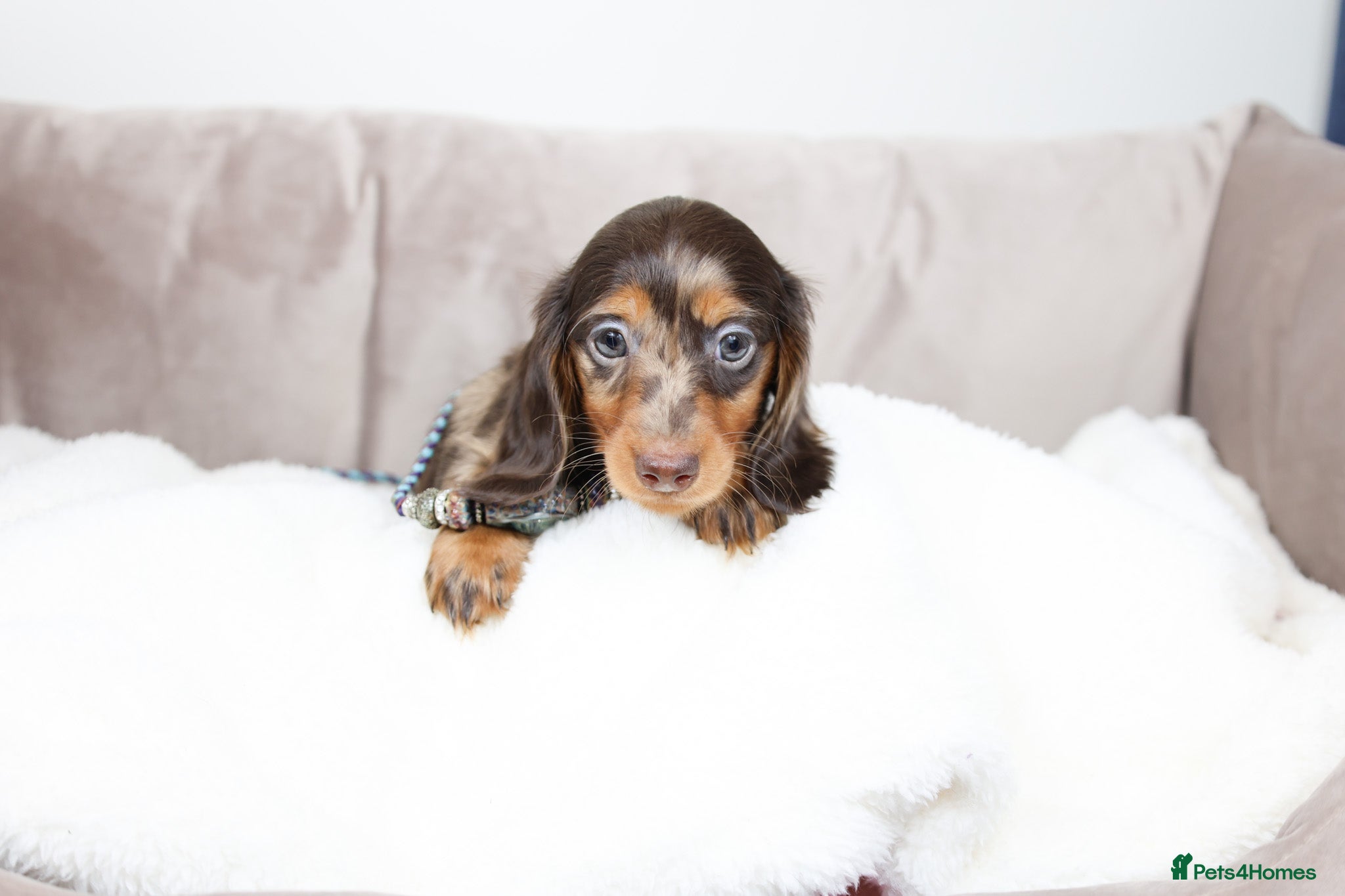 Miniature Dachshund dogs Pedigree Longhaired Miniature Dachshund Waitlist  - Advert 6