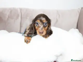 Miniature Dachshund dogs Pedigree Longhaired Miniature Dachshund Waitlist - Advert 7