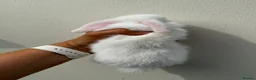 Mini Lop rabbits for sale: Purebred BEW minilop buck avail to reserve - Advert 2