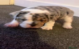 English Bulldog dogs for sale: We have 3 beautiful Bulldog girls  - Image 13