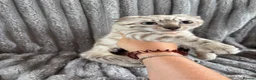 Bengal cats for sale: Perfect Bengal kittens  - Advert 4