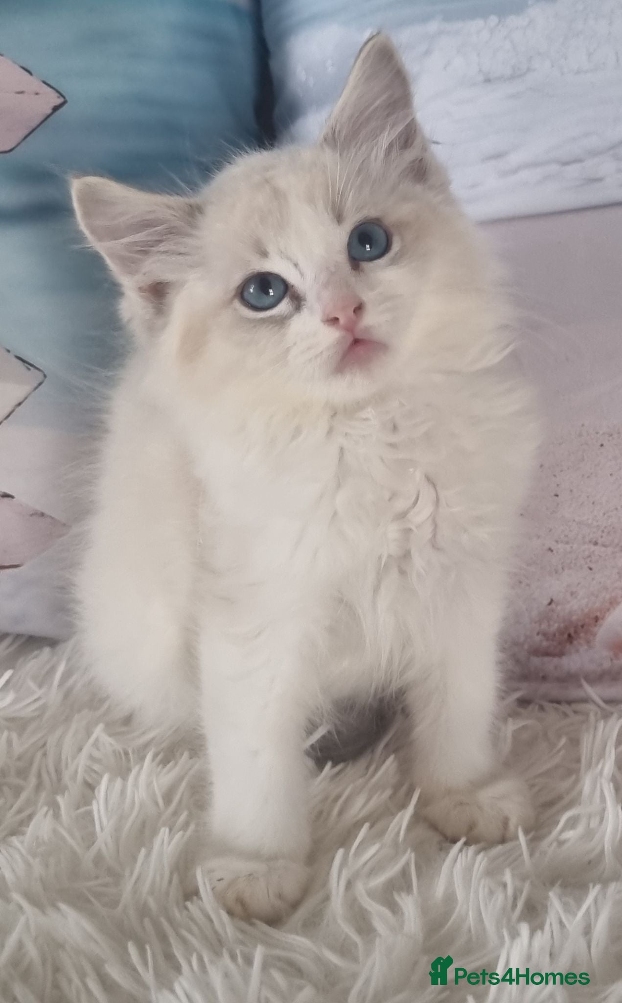 Ragdoll cats 💕Cute Champion line Ragdolls Kittens 💕 - Advert 8