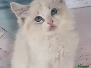 Ragdoll cats 💕Cute Champion line Ragdolls Kittens 💕 - Advert 5