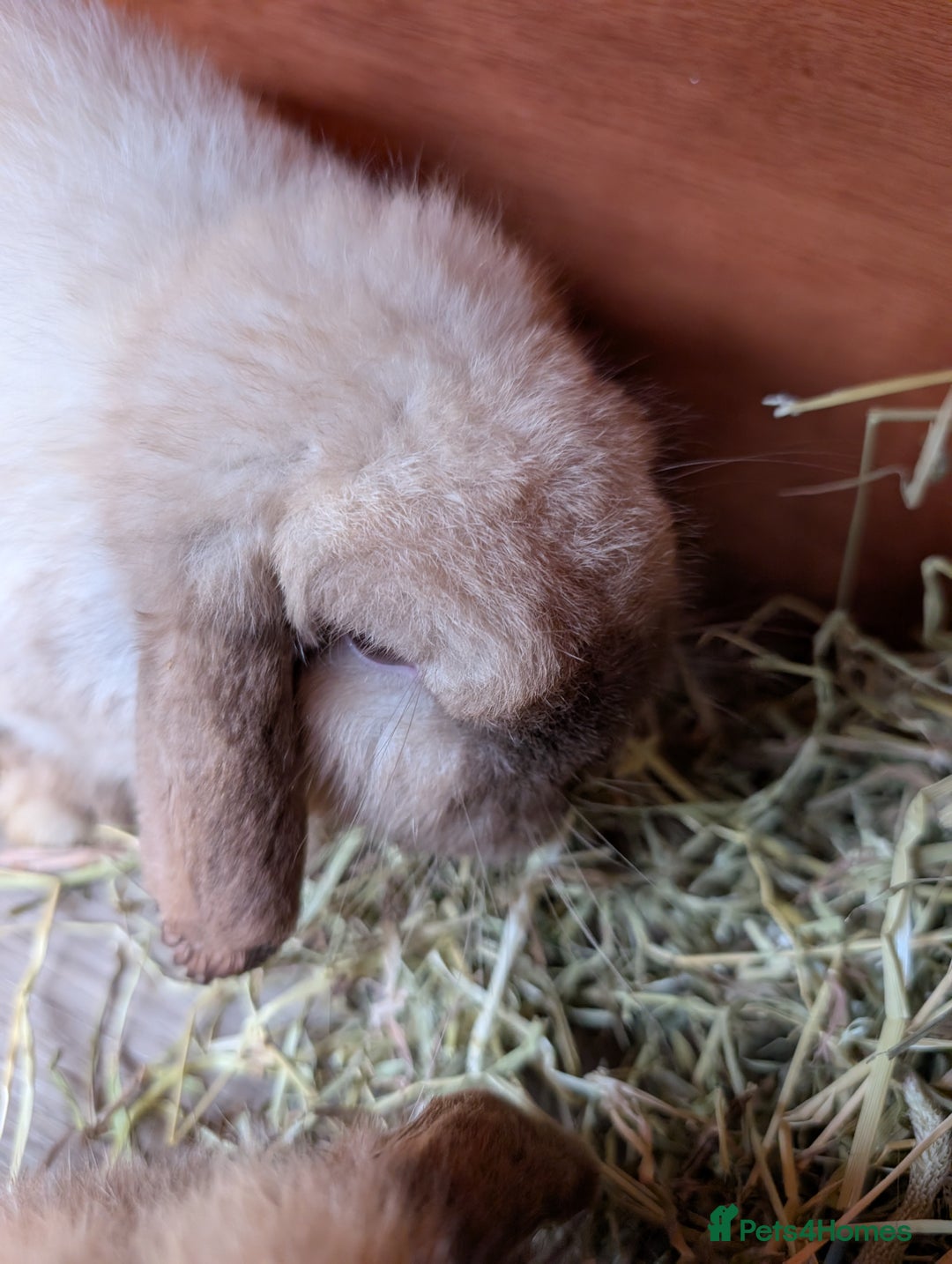 Mini Lop rabbits for sale: Bonded Pair of Mini Lop Males – 9 Months Old - Advert 4