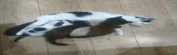 Mixed Breed cats for sale: Kittens 3 Boys and 2 Girls  in Leicester - Advert 6
