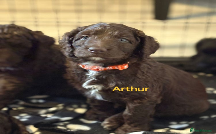 Mixed Breed dogs - Advert 1