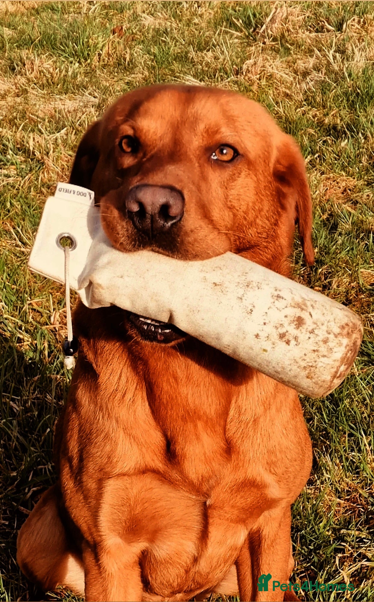 Labrador Retriever dogs FTCH SIRED KC DEEP FOX RED LABRADOR STUD - Advert 2