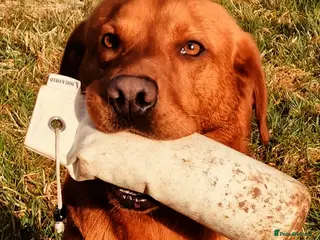 Labrador Retriever dogs FTCH SIRED KC DEEP FOX RED LABRADOR STUD - Advert 2