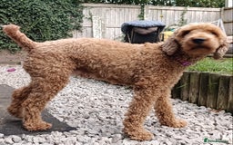 Maltipoo dogs for sale: Adorable Maltipoo Puppies, cream/red M&F - Image 15