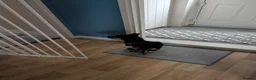 Chorkie dogs for sale: 1 year old male chorkie  in Barnsley - Advert 3