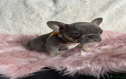 French Bulldog dogs for sale: KC Reg lilac & tan velvet French Bulldog - Image 9