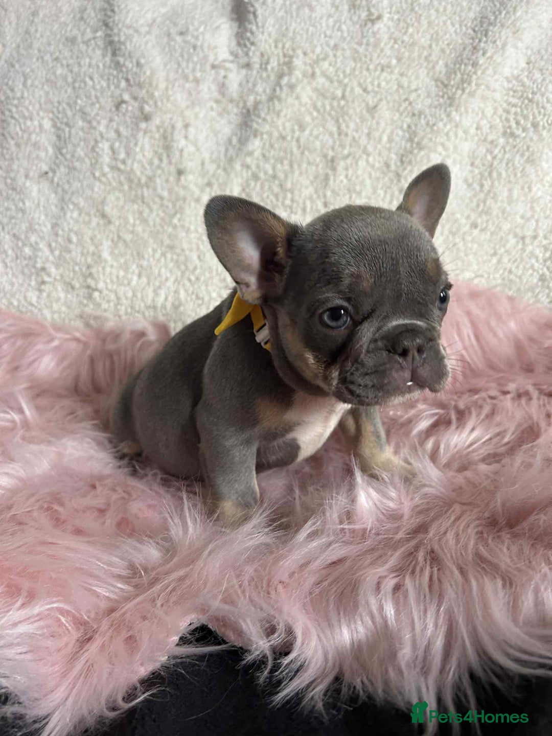 French Bulldog dogs for sale: KC Reg lilac & tan velvet French Bulldog - Image 9