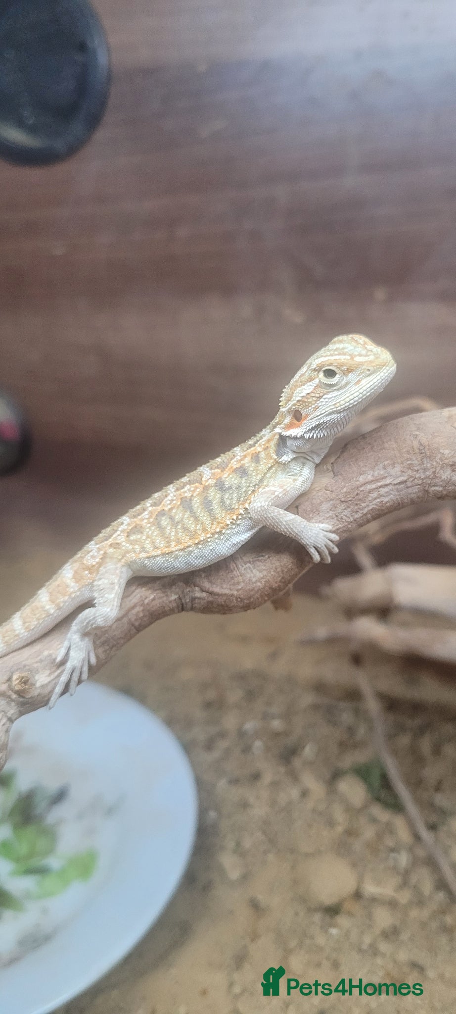 Bearded Dragon reptiles for sale: Bearded dragon  - Advert 3