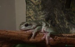 Frog reptiles for sale: Two Whites Tree Frogs and Exo Terra Terrarium  - Image 5