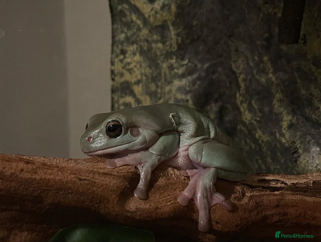 Frog reptiles for sale: Two Whites Tree Frogs and Exo Terra Terrarium  - Image 5