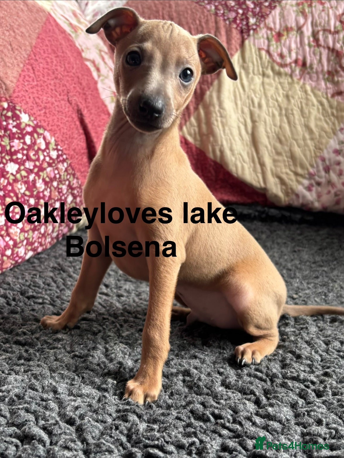 Italian Greyhound dogs Kc Italian fawn boys  - Advert 2