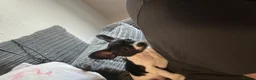 Mixed Breed dogs for sale: Dapple the 6 month old pup - Advert 10