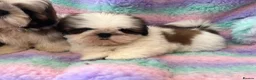 Shih Tzu dogs for sale: Lovely Shih Tzu puppies - Advert 12