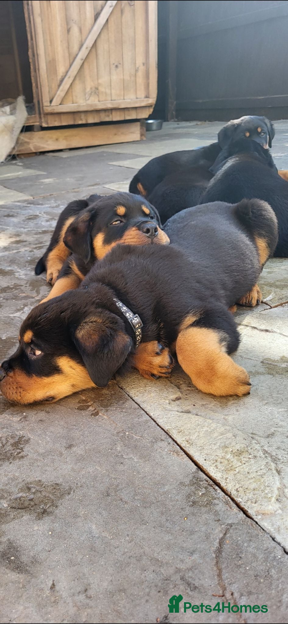 Rottweiler dogs Rottweiler pupps for sale  - Advert 1