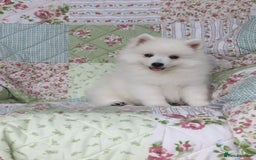 Japanese Spitz dogs for sale: Lovely Male Japanese spitz puppy - Image 5