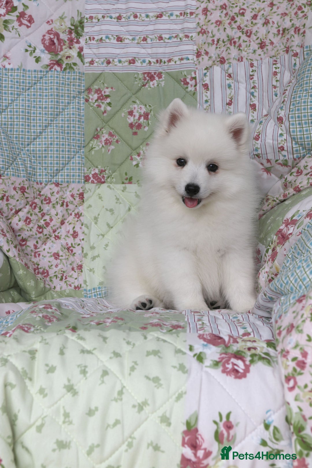 Japanese Spitz dogs for sale: Lovely Male Japanese spitz puppy - Image 5