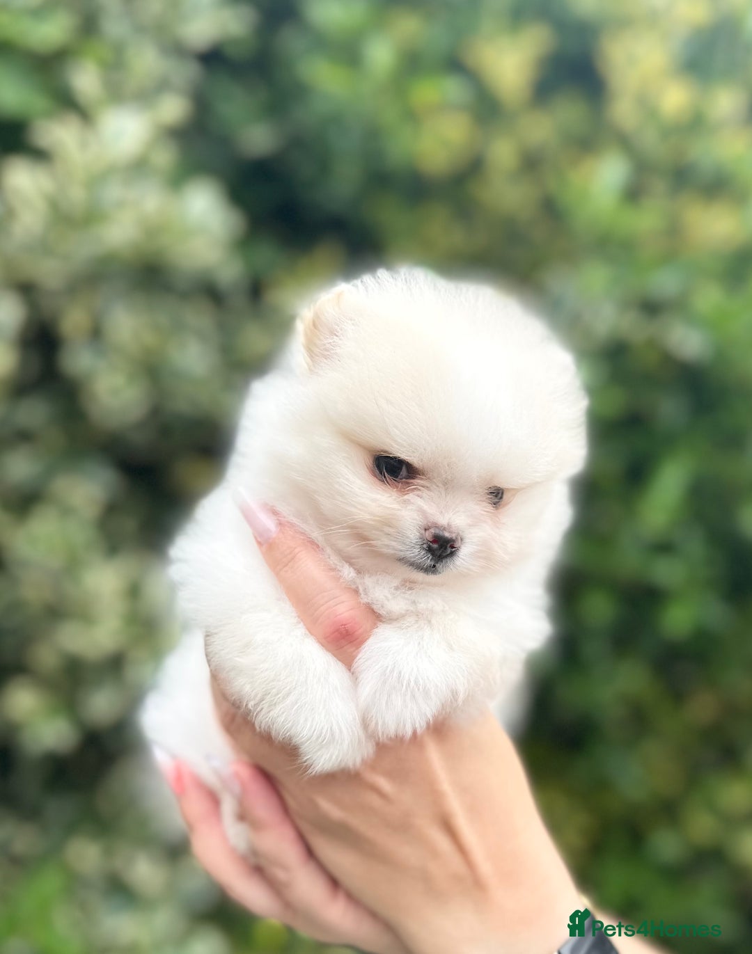 Pomeranian dogs for sale: Tiny Pomeranian Girls – Champion Bloodlines - Image 14