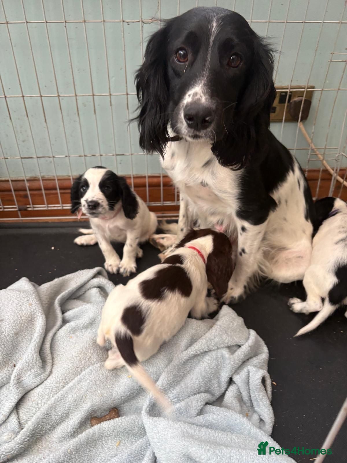 English Springer Spaniel dogs Springer spaniel puppies - Advert 2