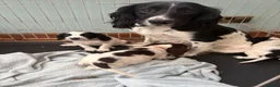 English Springer Spaniel dogs for sale: Springer spaniel puppies - Advert 1