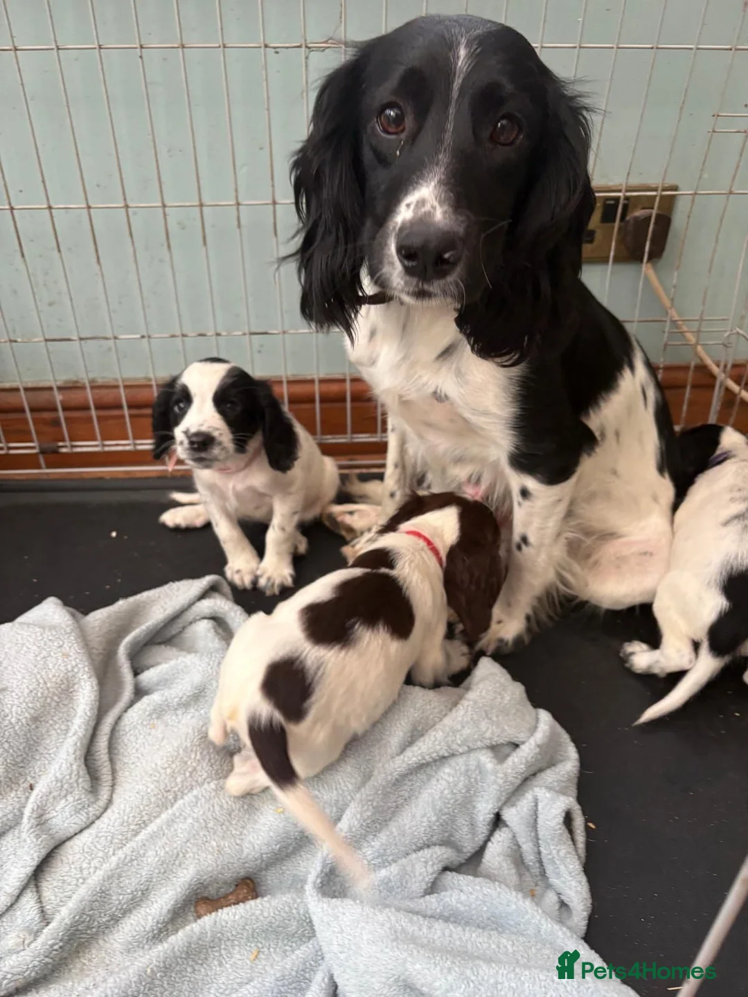English Springer Spaniel dogs for sale: Springer spaniel puppies - Advert 1