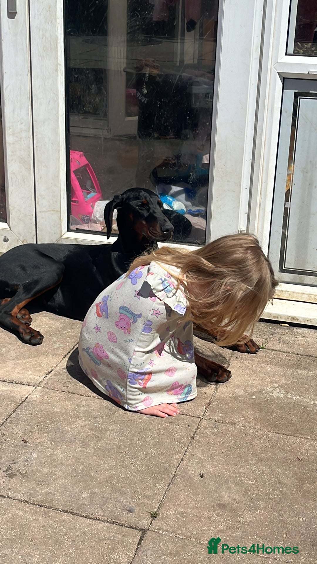 Dobermann dogs for sale: Loving, Cat-Free Home for Wonderful Doberman Girl - Advert 13
