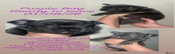 French Bulldog dogs for sale: 3 Beautiful Male French Bulldog Puppies Available  - Advert 3