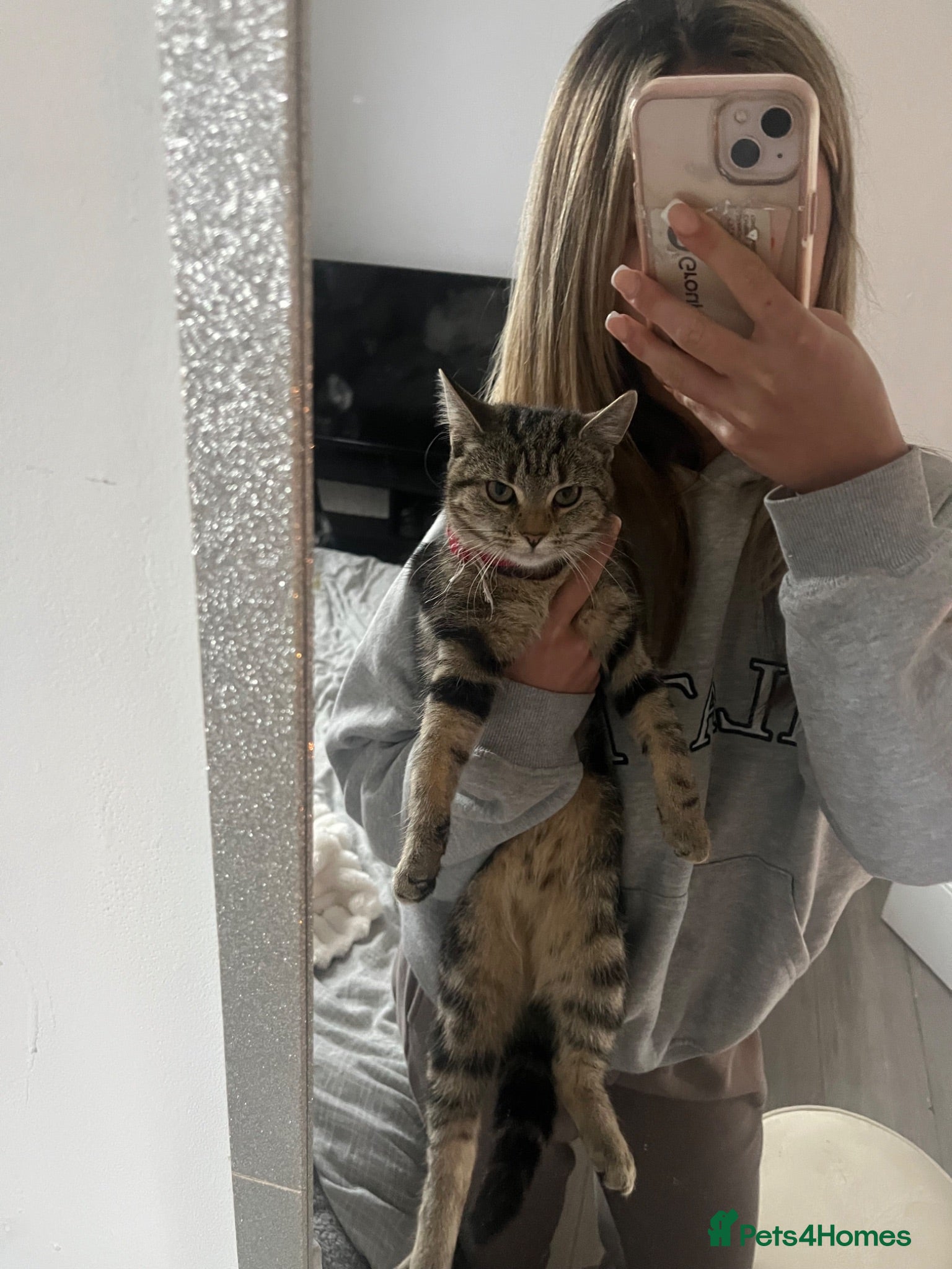 Mixed Breed cats Kittens for sale - Advert 1
