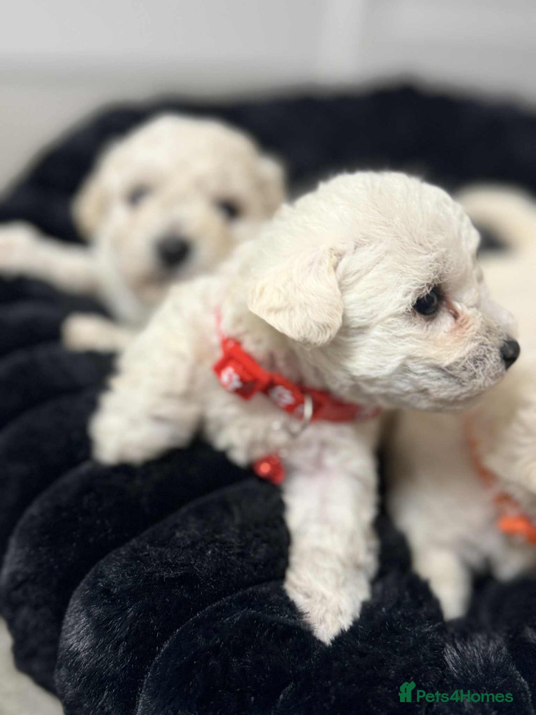 Bichon Frise dogs for sale: Adorable Bichon Frisée Puppies for sale  - Image 7