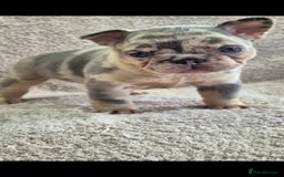 French Bulldog dogs for sale: 🔥🔥FRENCH BULLDOG PUPPIES🔥🔥 - Advert 13