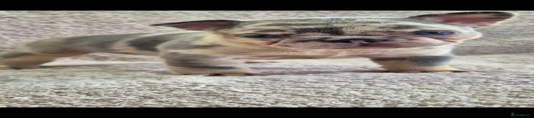 French Bulldog Puppy 3