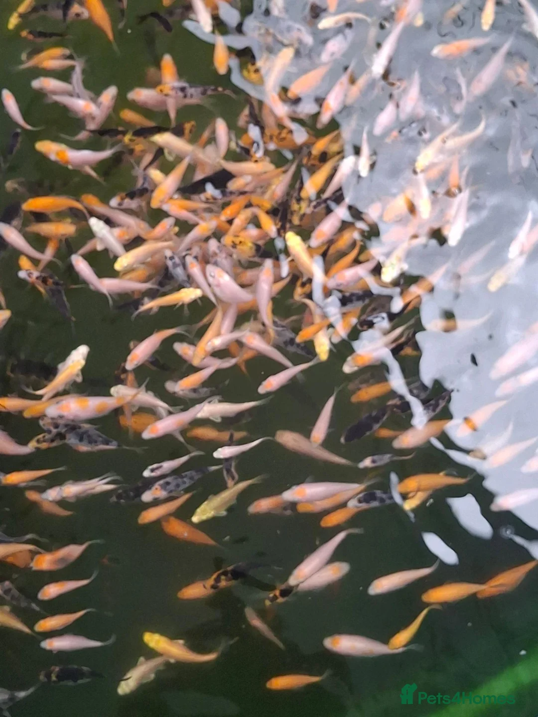 Koi Carp fish for sale: Koi fry 1-3 inch  in Willenhall - Advert 2