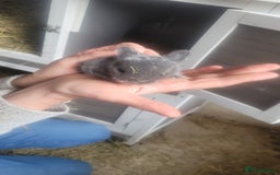 English Lop rabbits for sale: Rabbits  - Image 4