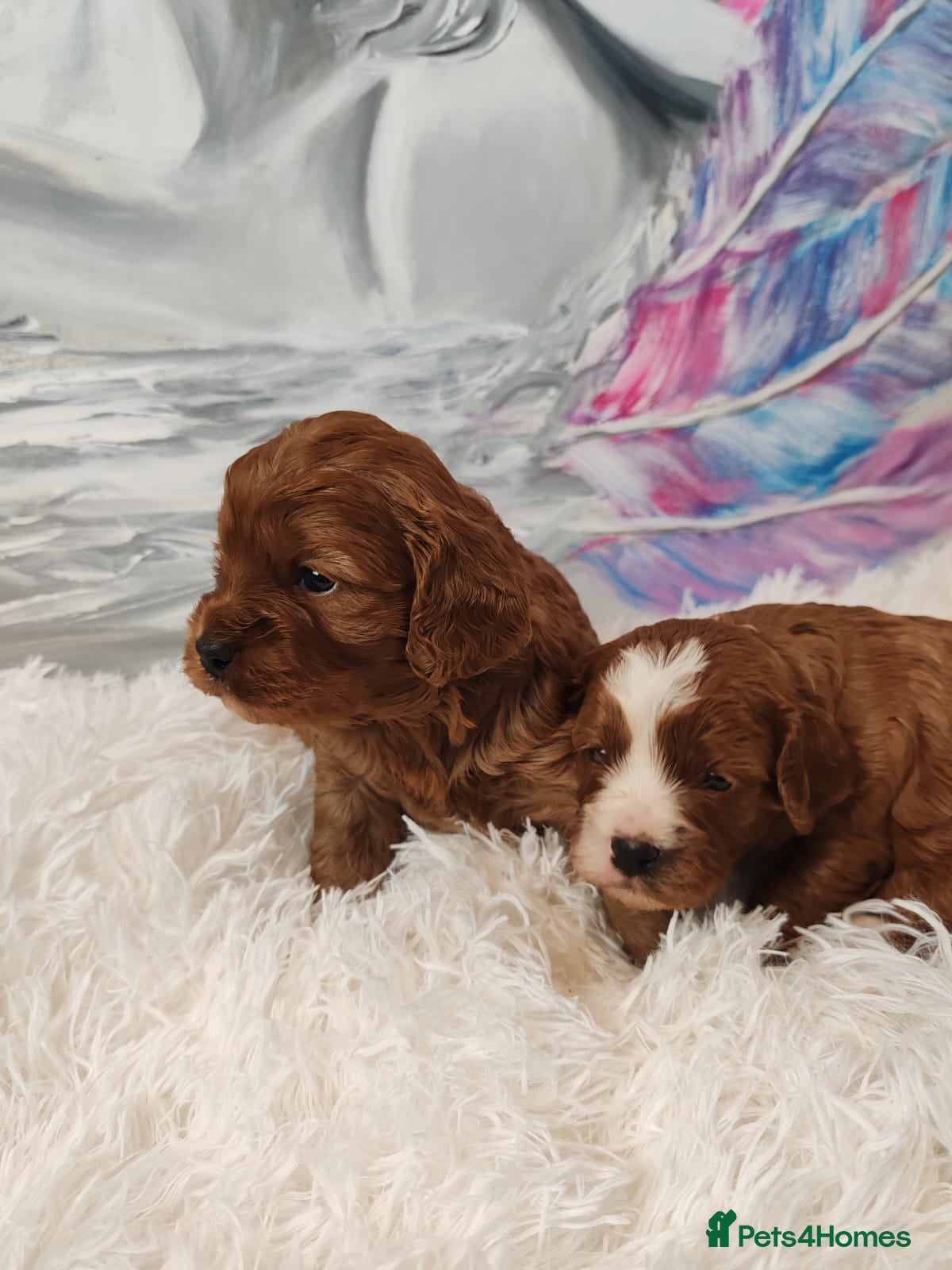 Cavapoo dogs Adorable F1 Cavapoo Puppies for Sale - Advert 1