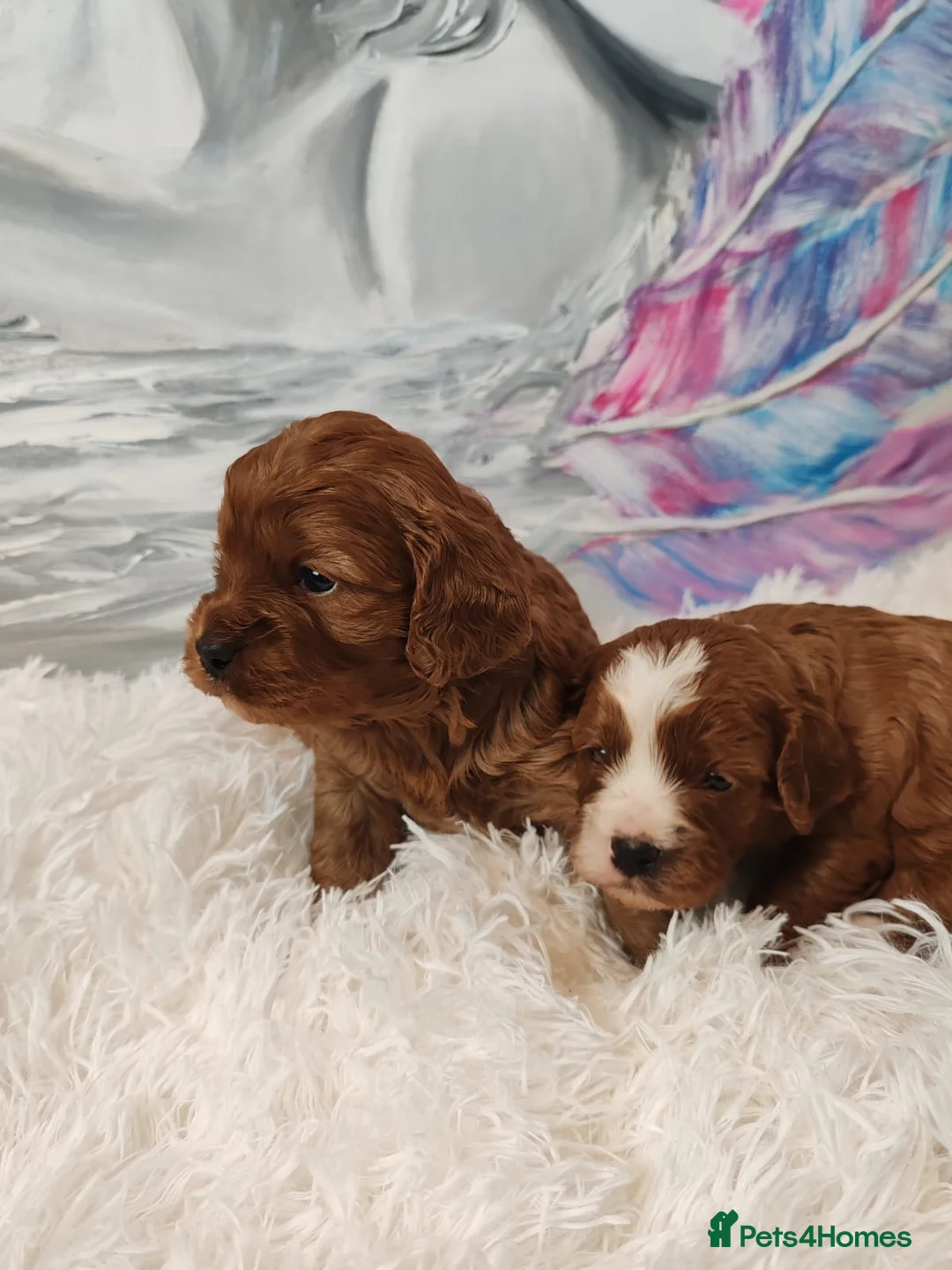 Cavapoo dogs for sale: Adorable F1 Cavapoo Puppies for Sale - Advert 1