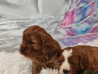 Cavapoo dogs Adorable F1 Cavapoo Puppies for Sale - Advert 4