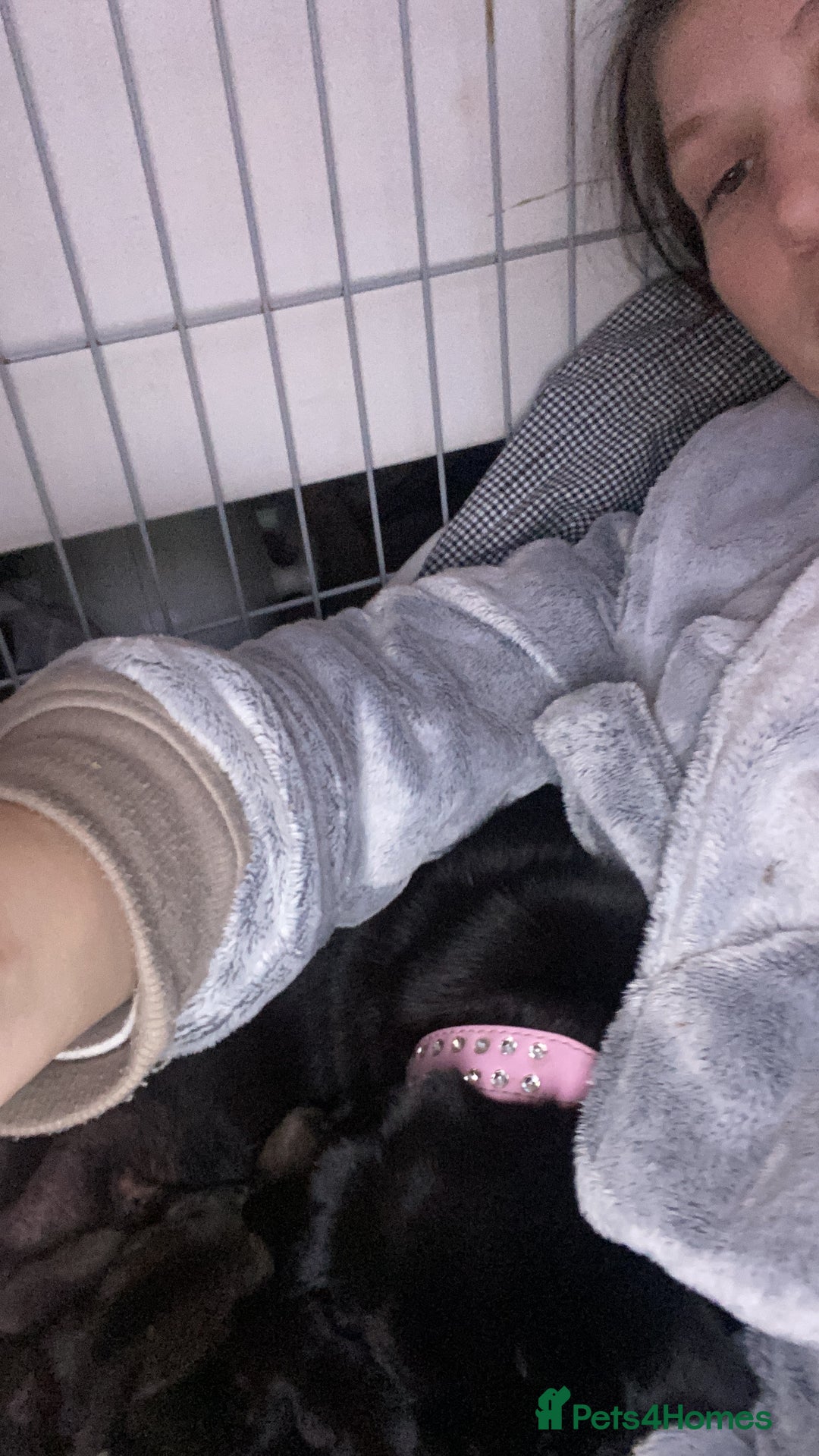 Pug dogs for sale: Beautiful pug puppies from loving family home  - Image 2